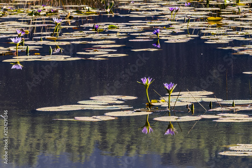 Tranquil view of the purple flowers of a cape water lily in bloom of a secluded vlei land in the Mlilwane Wildlife Sanctuary, Estwatini.