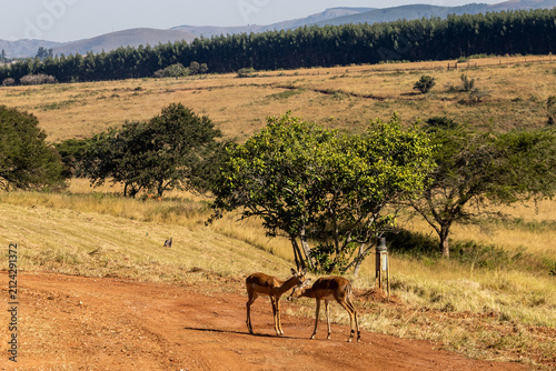 Eswatini landscape of rolling hills and two impalas in the foreground grooming each other in the Mlilwane wildlife sanctuary.