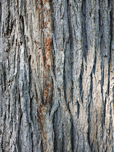 Konstfotografi Close-up of the rough texture of tree bark, with deep furrows and brown and gray tones