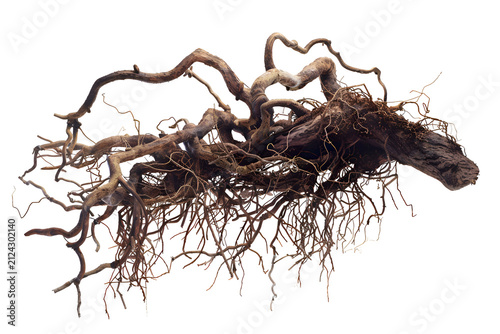 Exposed tree root mass tangled with fine secondary roots