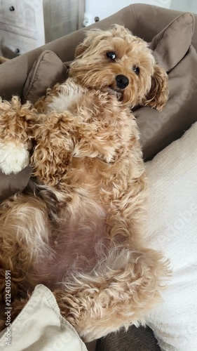 Curly poodle relaxing on couch, paws raised, video