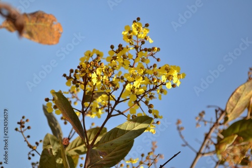 Foto Flores amarelas nativas do Cerrado sob céu azul