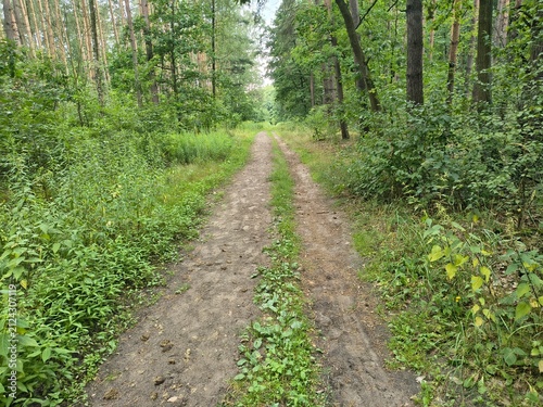 Poland, Lower-Silesia, path in the forest. Daytime photo of trees, bushes and dirt road.