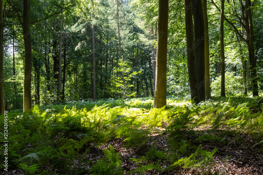 Fototapeta premium sun rays in the forest
