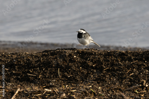 Foto Pied wagtail on a shoreline strandline