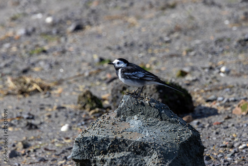 Foto Pied wagtail perched on a rock