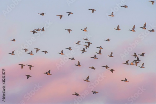 Canvastavla A flock of mallard ducks flying in the evening sky.