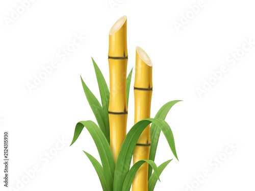 Sugar cane stalks with green leaves isolated on white background