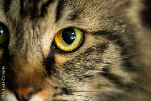Canvas Print Intense Cat Eyes Close Up Portrait