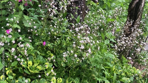 small white flowers, flowering saxifrage
