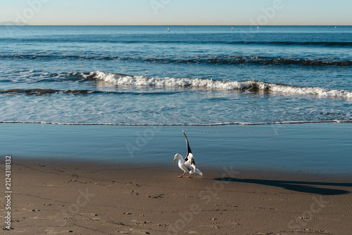 Calm seaside landscape with seagulls walking on wet beach sand, ocean horizon and soft natural light. Peaceful coastal wildlife scene representing nature, relaxation and beach life