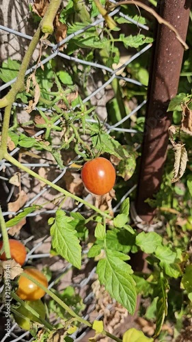 Mano revisando tomate cherry rojo maduro en la planta