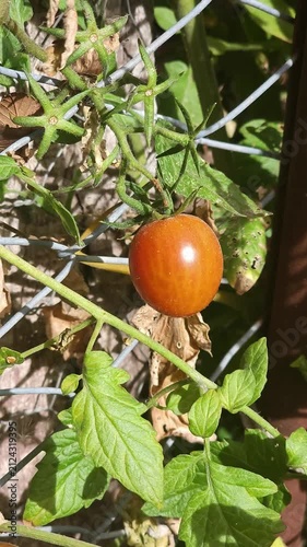 Mano tocando tomate cherry rojo maduro en la planta
