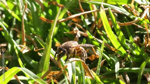 Abeja limpiándose las patas sobre el pasto verde