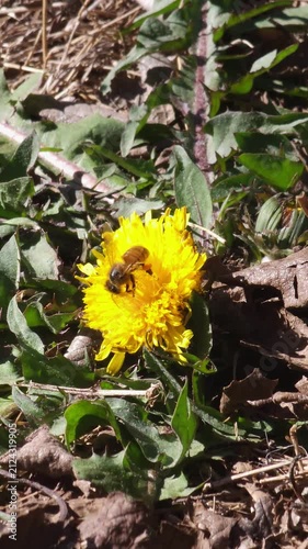 Abeja recolectando polen en flor de diente de león
