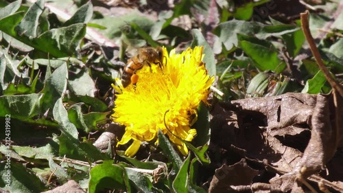 Abeja polinizando flor amarilla de diente de león y volando