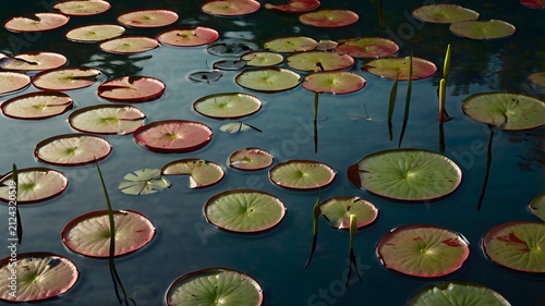water lilies in the pond