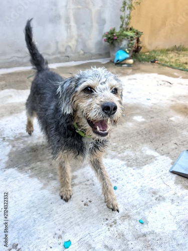 Obraz na płótnie perrito