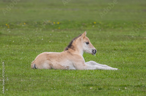 Dülmener Wildpferde