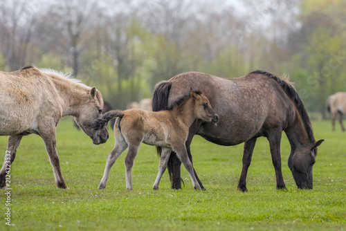 Dülmener Wildpferde