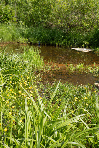 Fotografía Shallow marshy water with yellow buttercup flowers and lush green grass along the bank in the Far North of Russia