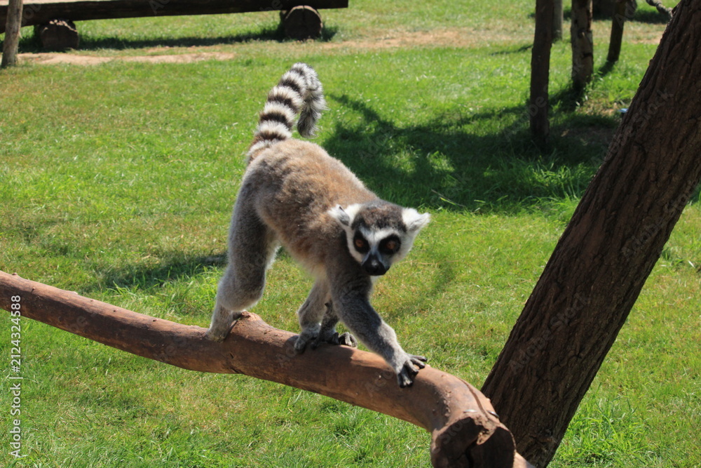 Fototapeta premium Lemur idzie po gałęzi w parku zoologicznym 