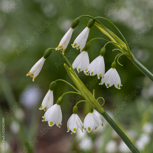 Märzenbecher, Frühlings-Knotenblume
