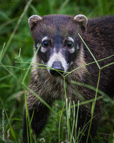 Coati (Nasua narica)