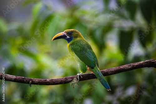Northern emerald toucanet (Aulacorhynchus prasinus)
