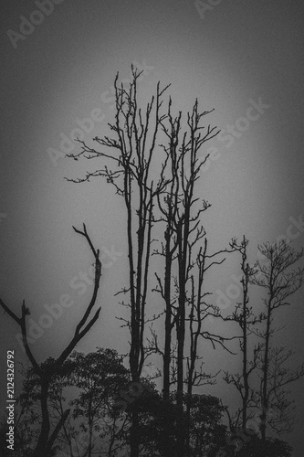 Tree Branches