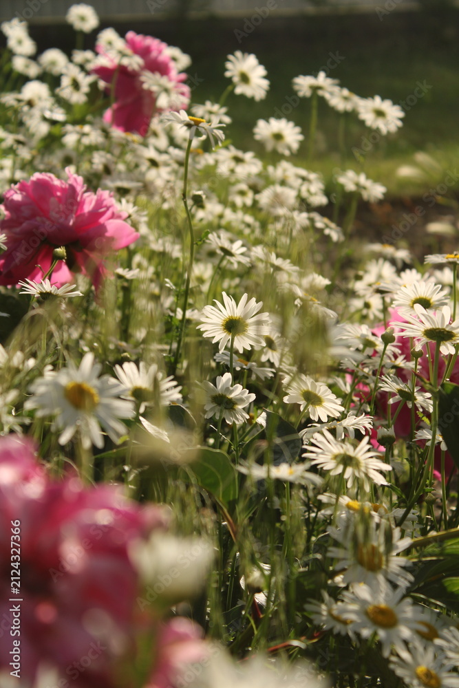 Obraz premium Sunlit field of white daisies and pink peonies blooming in a summer garden with soft backlighting and shallow depth of field.