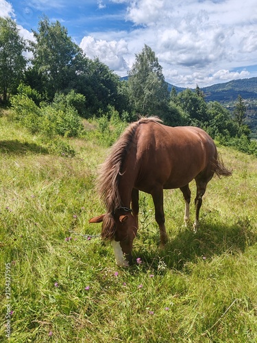 Brown horse grazing on a green pasture in Carpathian mountains under sunny sky