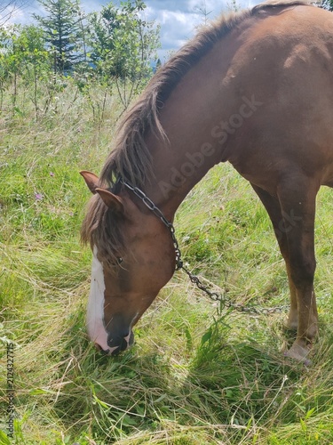 Brown horse grazing on a green pasture in Carpathian mountains under sunny sky