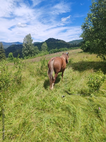Brown horse grazing on a green pasture in Carpathian mountains under sunny sky
