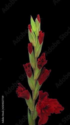 Time lapse of a red gladiolus growing and blooming on a black background. Vertical 4K video showing flower development from buds to full blossom, ideal for nature, gardening and botanical projects.
