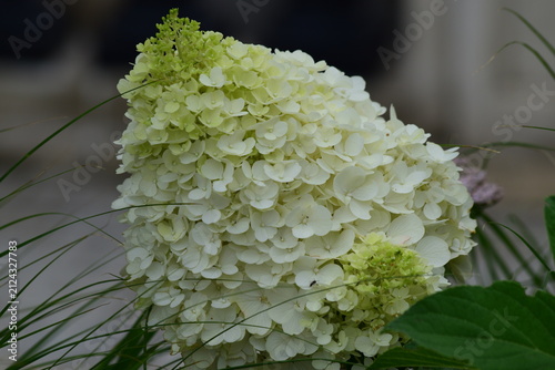 Fleur blanche en gros plan