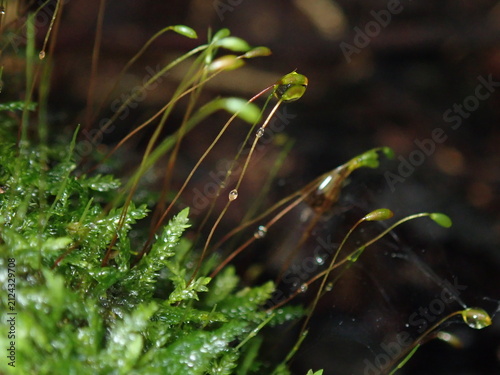 Bild auf Leinwand Detailed macro photograph of sparkling water droplets clinging to lush green moss in a humid rainforest