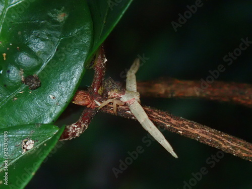 Canvas Print Captivating macro shot of a wild predatory spider poised in an ambush position on a tropical plant leaf