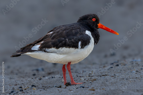 A full-length, side-view profile of an Eurasian oystercatcher standing on a sandy beach.