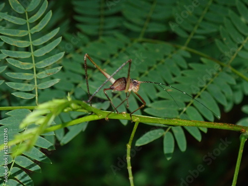 Bild auf Leinwand Detailed macro photograph of a wild long-legged grasshopper perched gracefully on a green leaf in its natural habitat