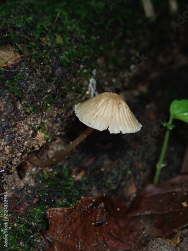 Detailed macro photograph of tiny pinhead mushrooms growing delicately on a fallen forest leaf in a humid rainforest. Ideal for nature lovers, mycology enthusiasts, and biological prints.