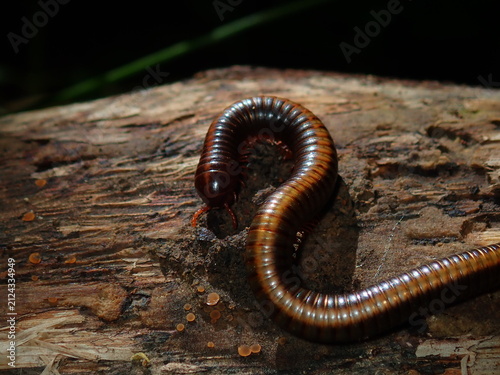 Cuadro en lienzo Detailed macro photograph of a wild millipede crawling gracefully on a moist forest floor