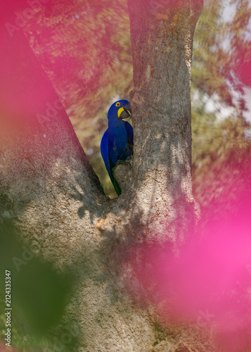 Hyacinth Macaw Anodorhynchus hyacinthinus, world's largest flying parrot, vivid blue plumage yellow eye ring, perched in tree hollow nest cavity, Pantanal Brazil, vulnerable IUCN threatened species