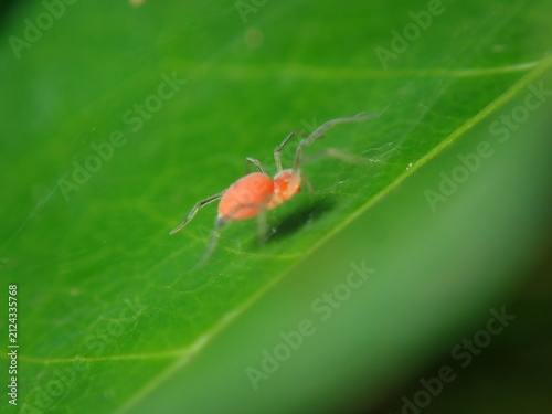 Obraz na plátně Stunning close-up macro shot showcasing the vivid orange coloration and intricate details of a wild spider in a tropical garden