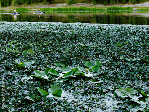 Quadro su tela Dense Floating Plants with Yellow Water Lily Blooms and Paddleboarders