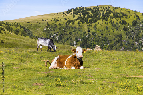 View of cows grazing in a mountain meadow on the Koralpe range with green slopes and coniferous trees in Weinebene, Styria, Austria.