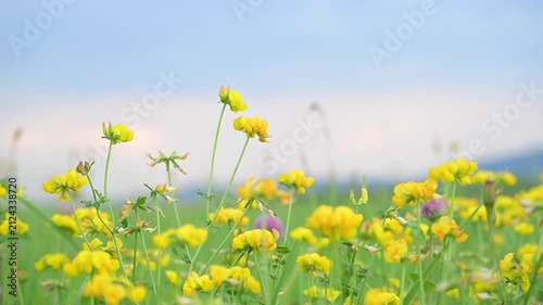 Lotus corniculatus growing amidst meadow grass, a plant with yellow flowers, natural background, blossoms swaying in the wind, sky in the background