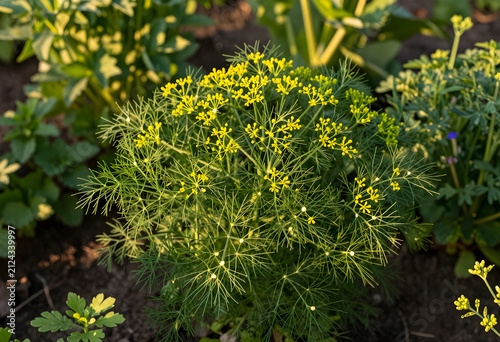 Fresh green dill plant with...