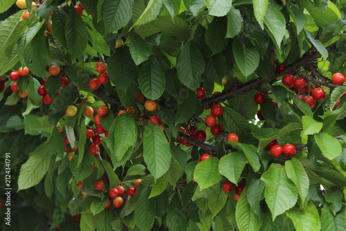 Ripe red and orange cherries hanging from branches among lush green leaves, capturing a fresh summer harvest in a natural orchard setting.