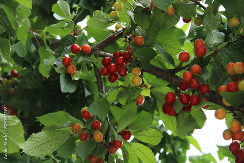 Vibrant red and yellow cherries ripening on a leafy branch under soft natural light, showcasing fresh fruit in a garden setting.